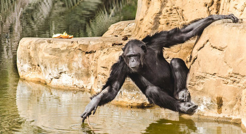 Chimpanzee on rock by lake