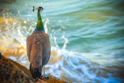 Close-up of a bird