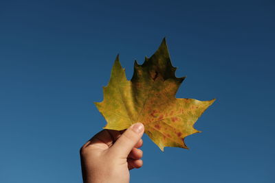 Cropped hand holding maple leaf against clear blue sky