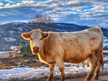 Portrait of cow standing on field