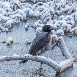 Close-up of birds perching on lake during winter