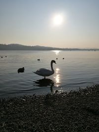 Swans swimming in lake at sunset