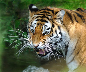 Close-up of tiger