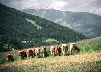 Horses on field