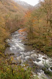 Scenic view of stream flowing amidst trees during autumn