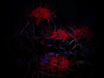 Close-up of firework display against black background
