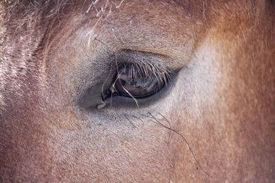 Extreme close-up of horse