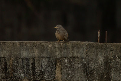 Bird perching on wall