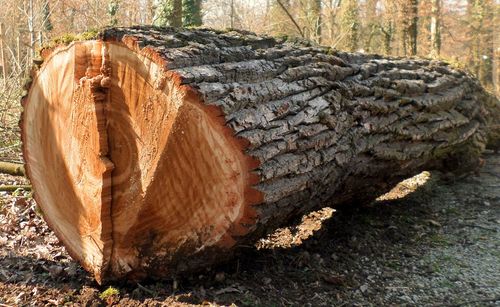 Close-up of logs on tree trunk in forest