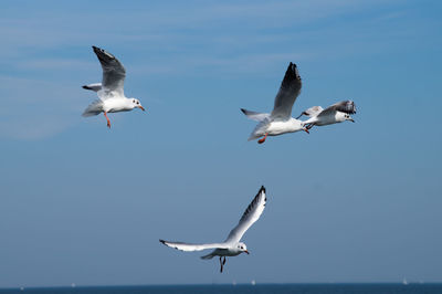 Low angle view of seagull flying against sky