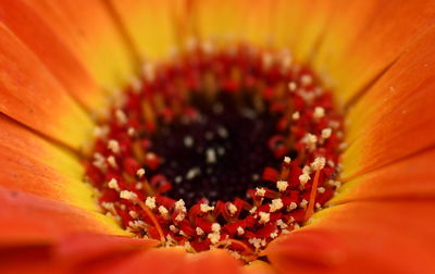 Extreme close-up of orange flower pollen