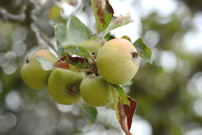 Close-up of fruit growing on tree