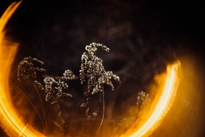 Ring of fire around a winter weed