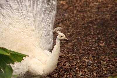 White peacock pavo albus bird with its feathers spread out in display from india