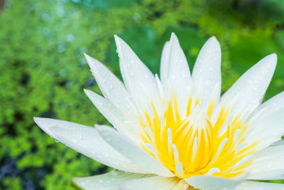 Close-up of water drops on yellow flower