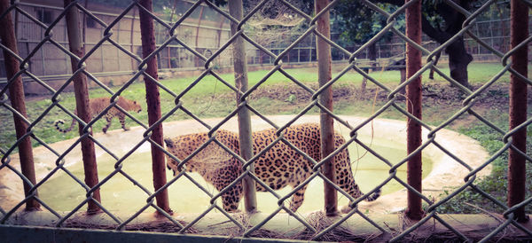 Full frame shot of chainlink fence in zoo