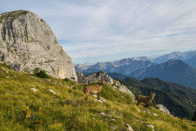 Two youn alpine ibex