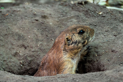 Prairie dog - coming out of its hole