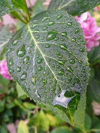 Close-up of wet plant leaves during rainy season