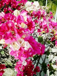 Close-up of pink flowers blooming on tree