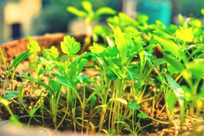 Close-up of fresh green plants