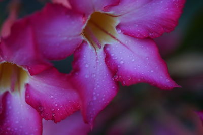 Close-up of wet pink rose flower