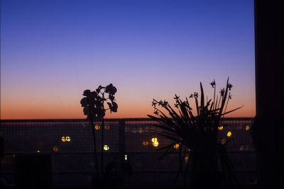 Silhouette of tree at night