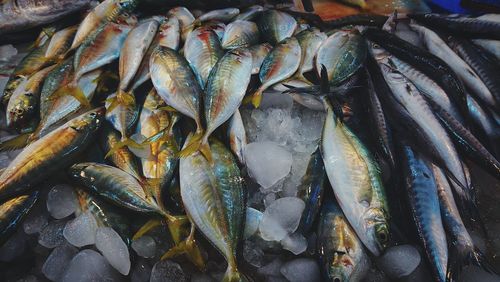 High angle view of fish for sale in market