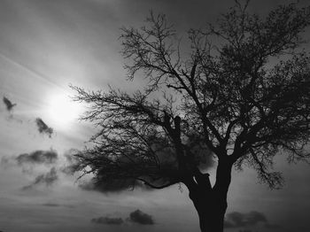 Low angle view of silhouette tree against sky