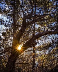 Sun shining through trees