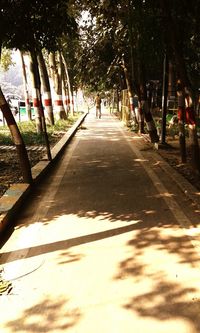 Shadow of palm trees in city