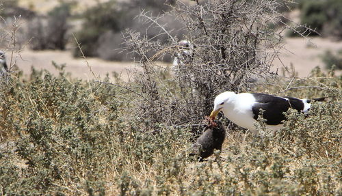 View of birds on land
