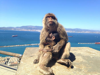 Monkey sitting on mountain by sea against clear sky