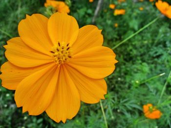 Close-up of yellow cosmos flower blooming outdoors