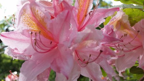 Macro shot of pink flower
