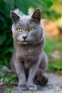 Close-up portrait of tabby cat against blurred background