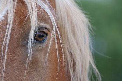 Close-up of a horse