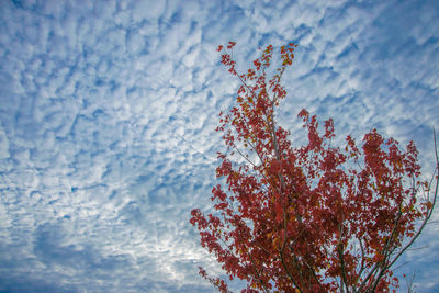 Close-up of flower tree against sky