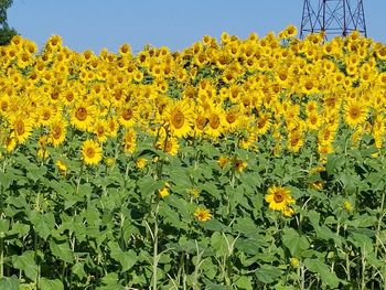 Low angle view of yellow flowers blooming in field
