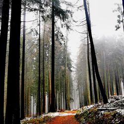 Trees in forest