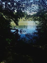 High angle view of trees by lake in forest against sky