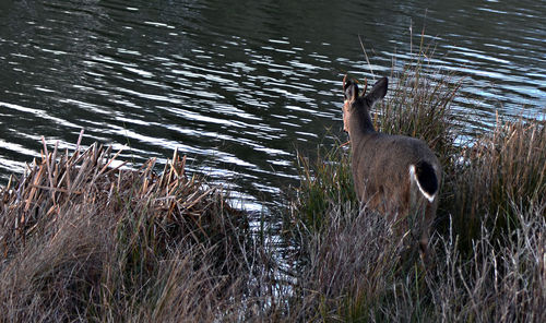 View of an animal in pond