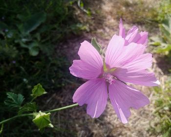 Close-up of pink flower