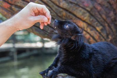 Close-up of hand holding stick