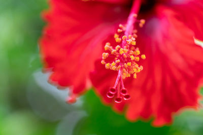 Close-up of red hibiscus flower