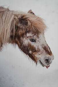 Close-up of cow