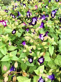 Full frame shot of purple flowers