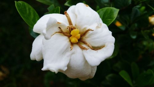 Close-up of flower blooming outdoors