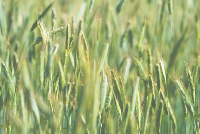 Close-up of stalks in field