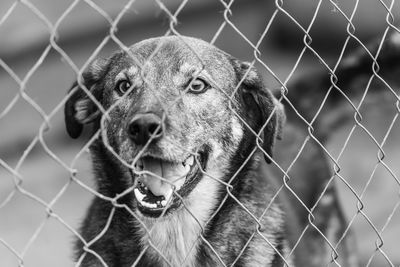 Close-up portrait of dog against fence